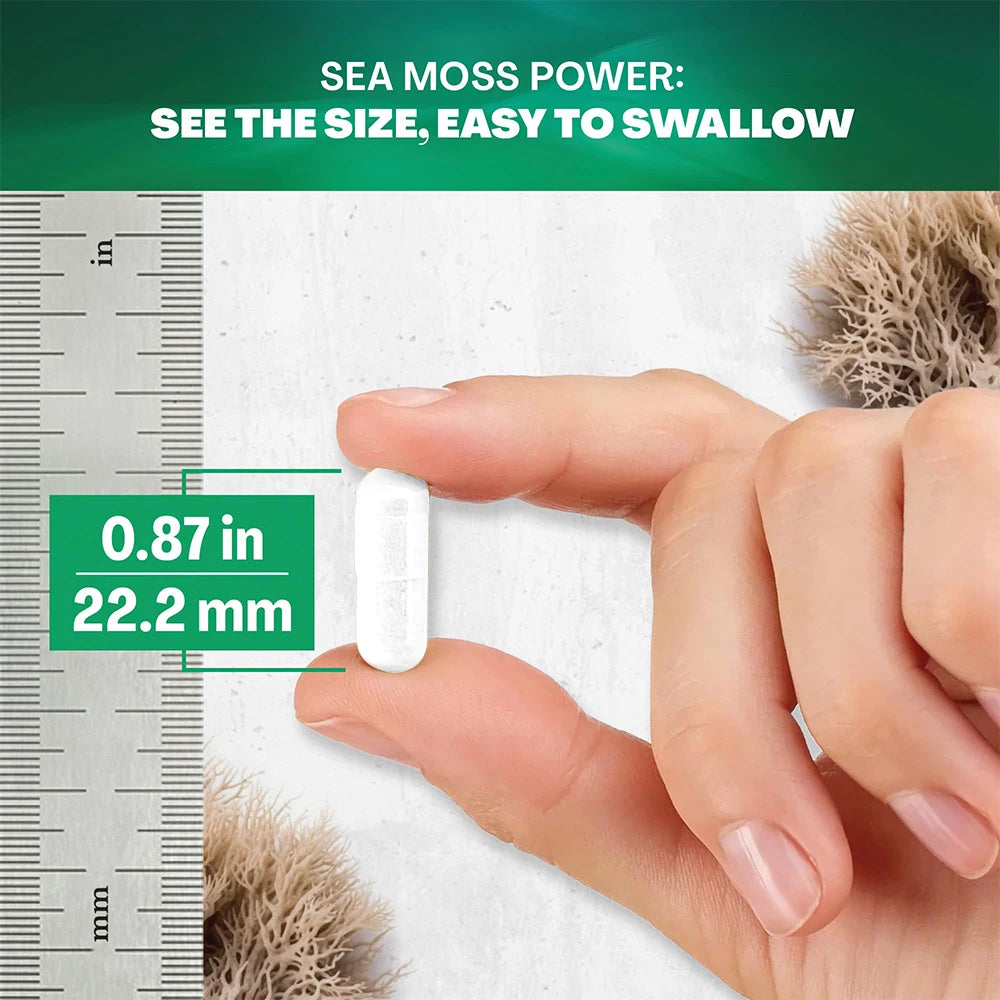 Seaweed Black Seed Oil Ashwagandha Ginger, 120 Capsules - 19.445 mg, Support Seaweed Black Seed Oil Ashwagandha Ginger Capsules